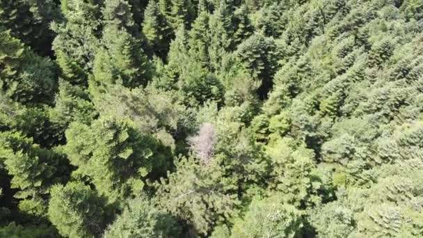 Vola Con Drone Sulla Fitta Foresta Boschi Misti Latifoglie Conifere — Video Stock