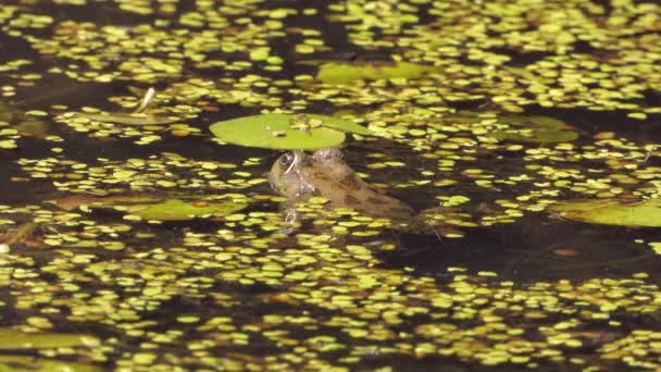 沼の水レンズ豆の間でカエル カエルには腺の皮膚があり 分泌物は不安定なものから毒性のものまであります 湿原の草のレンズ豆の茶色の両生類の泥の性質アルガ野生動物マクロコケ海苔地衣類 — ストック動画