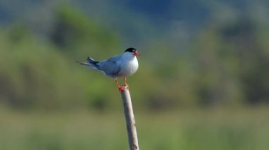 Tahta kazıkta tek bir kuş. Sterna hirundo, Laridae familyasından bir deniz kuşudur. Hayvan doğası, tek başına tek başına, siyah başlı, gri gri, okyanus kıyısı, doğa telezomu..