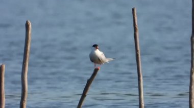 Tahta kazıkta tek bir kuş. Sterna hirundo, Laridae familyasından bir deniz kuşudur. Hayvan doğası, tek başına tek başına, siyah başlı, gri gri, okyanus kıyısı, doğa telezomu..