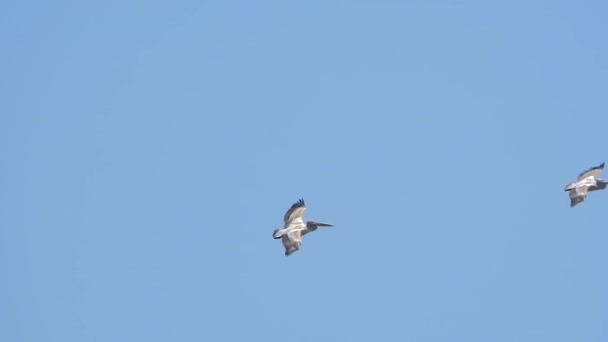 Pelicano Voando Pelicans Género Aves Família Pelecanidae Céu Selvagem Voar — Vídeo de Stock