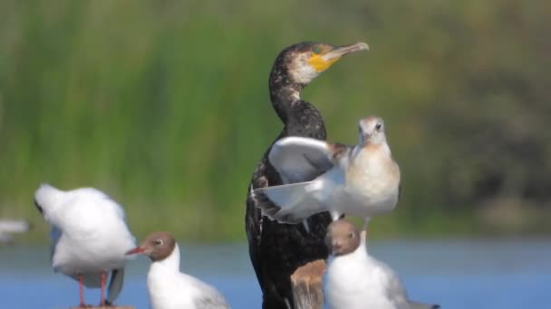 Cormoran Sous Influence Air Chaud Thermique Ouvert Bouche Essayé Refroidir — Video