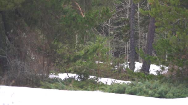 Natuurlijke Bosbodem Winter Professionele Camera Met Filmlens Menselijk Ongerept Bos — Stockvideo