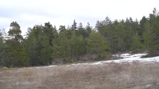 Empty Meadow Pitches Natural Wild Forest Small Pasture Grassland Hayfield — Stock Video