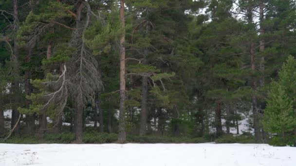 Piazzole Prato Vuoto Nella Foresta Naturale Selvaggia Piccolo Prato Pascolo — Video Stock