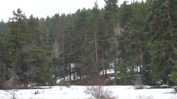 Prázdná Louka Rozkládá Přírodním Divokém Lese Malá Louka Pastvinách Seno — Stock video