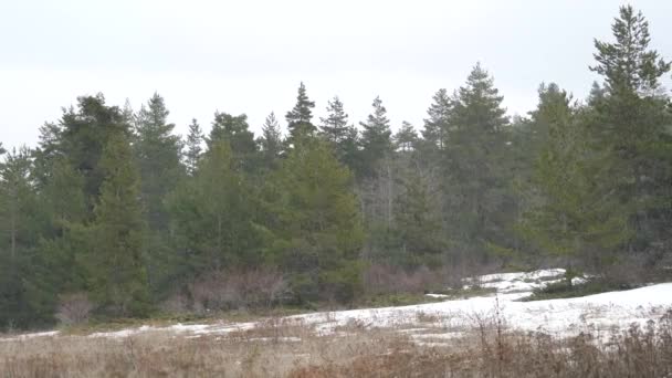 Lege Weidevelden Natuurlijk Wild Bos Klein Grasland Hooiveld Ruimte Tussen — Stockvideo