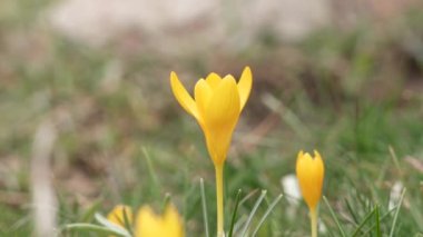 Sarı çiçekli sternbergia lutea, kış nergis, sonbahar nergis, sonbahar nergis, sonbahar çiçeği, Amaryllidaceae familyasından bir çiçek bitkisidir. Tundra yüzey çayırları. Alp tundrası safranı. Sonbahar çiçeği açan 4k türü..