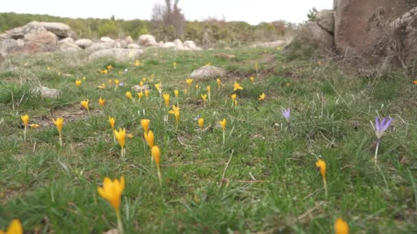 La sternbergia lutea à fleurs jaunes, jonquille d'hiver, jonquille d'automne, jonquille d'automne, crocus d'automne, est une plante à fleurs bulbeuses de la famille des Amaryllidaceae. Terrain de surface de la toundra. Toundra alpine safran espèce à floraison automnale 4K .