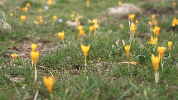 Esternbergia Lutea Flores Amarillas Narciso Invierno Narciso Otoño Narciso Otoño — Vídeo de stock