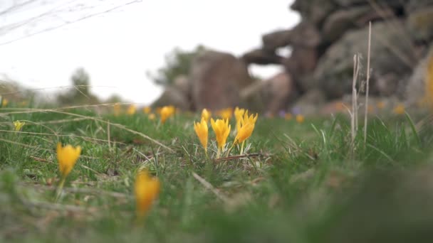 Yellow flowered sternbergia lutea, the winter daffodil, autumn daffodil, fall daffodil, autumn crocus, is a bulbous flowering plant in the family Amaryllidaceae plant. Tundra floor surface grassland. Alpine tundra saffron autumn-blooming species 4K. — Stock Footage Yellow Flowered Sternbergia Lutea Winter Daffodil Autumn Daffodil Fall Daffodil Royalty Free Stock Footage