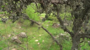 Lichen, doğal ormandaki ağaç dalları üzerine. Ladin ağacının sapında asılı kalın sakallı bir liken. İstilacı türler, sarmaşık bebek kaydırma makrosu. Lichens birleşik organizma algleri. Çoklu mantar karşılıklısı.