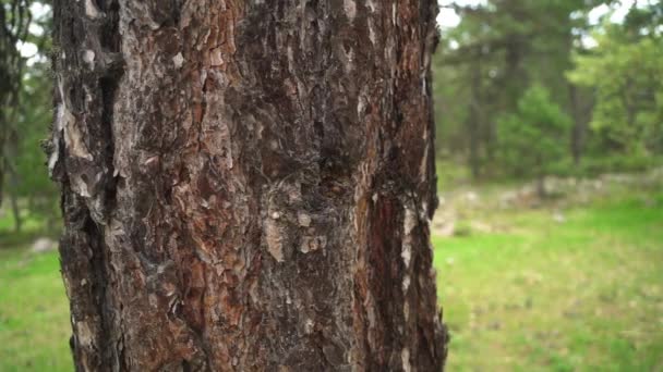 Forêt avec pins et herbe filmée avec poupée. tronc de pin dans une forêt dense. Des conifères. L'écorce est la couche la plus externe des tiges et des racines des plantes ligneuses. Il recouvre le bois. Très près. .
