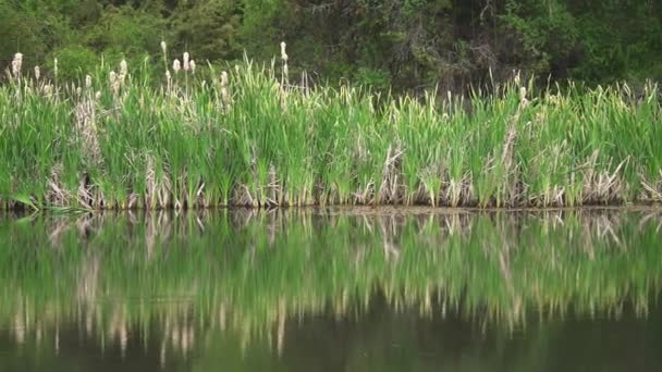 Kolorowe Jezioro Otoczone Trzcinami Małe Siedlisko Podmokłe Naturalna Atmosfera Dźwięki — Wideo stockowe