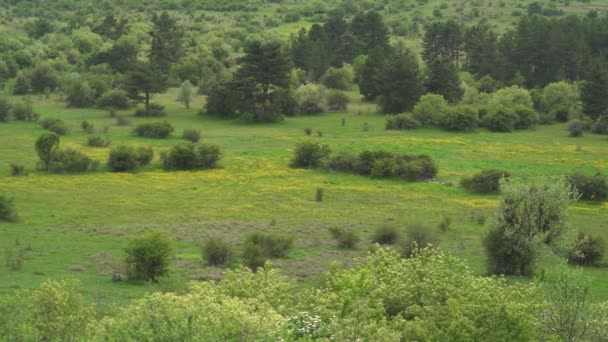 Fleurs Jaunes Sur Une Grande Prairie Peu Arbres Dans Tableland — Video