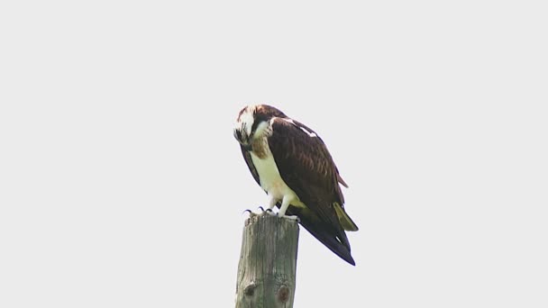 西洋鱼子酱 Pandion Haliaetus 真正的大鹰王之鸟 棕色抖动着洁白 西方猎食动物 Pandion Haliaetus 也被称为海鹰 河鹰和鱼鹰 — 图库视频影像