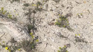 İçinde ağaç gövdelerinin fosilleştiği taşlaşmış orman. Silize edilmiş gövde yaşam pozisyonunda korunuyor. Algal stromatolit kökler üzerine gözlemlenen fosil jeolojik miras tarih öncesi escalante eyalet parkı Utah purbeck dorset curio bay