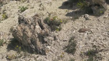İçinde ağaç gövdelerinin fosilleştiği taşlaşmış orman. Silize edilmiş gövde yaşam pozisyonunda korunuyor. Algal stromatolit kökler üzerine gözlemlenen fosil jeolojik miras tarih öncesi escalante eyalet parkı Utah purbeck dorset curio bay