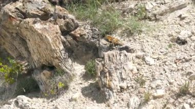 İçinde ağaç gövdelerinin fosilleştiği taşlaşmış orman. Silize edilmiş gövde yaşam pozisyonunda korunuyor. Algal stromatolit kökler üzerine gözlemlenen fosil jeolojik miras tarih öncesi escalante eyalet parkı Utah purbeck dorset curio bay