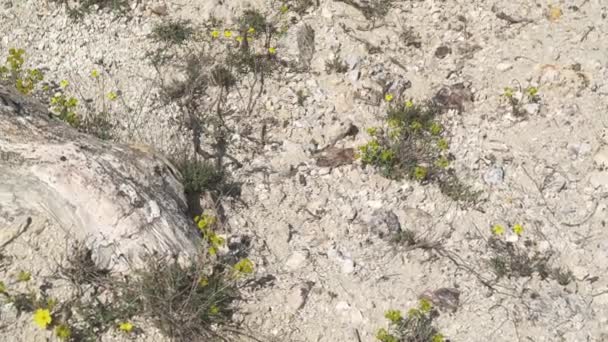 被石化的森林里的树干已经化石化了 沉默的树干被保存在生命的位置上 在树桩分支上观测到的藻类闪长岩化石地质遗迹史前卵石上升流州立公园Utah Purbeck Dorset Curio湾 — 图库视频影像