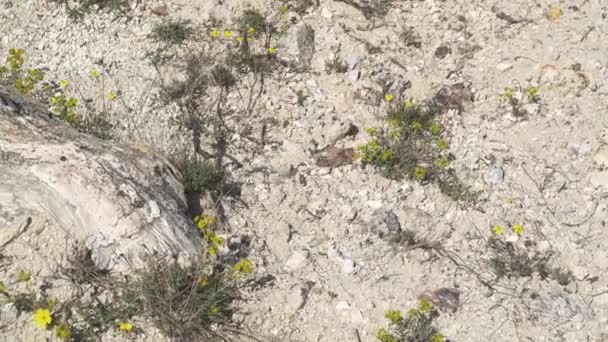 Versteinerter Wald Dem Baumstämme Versteinert Sind Der Verkieselte Stamm Wurde — Stockvideo