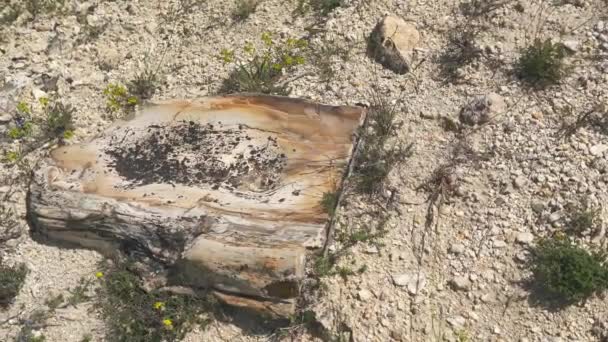 Versteinerter Wald Dem Baumstämme Versteinert Sind Der Verkieselte Stamm Wurde — Stockvideo