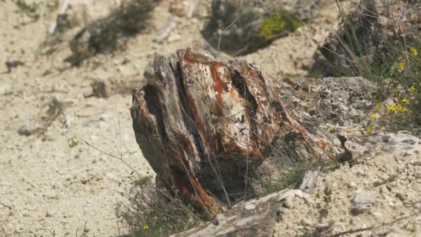 Versteinerter Wald Dem Baumstämme Versteinert Sind Der Verkieselte Stamm Wurde — Stockvideo