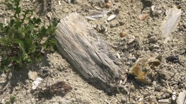 木の幹が化石化した針葉樹林 シリコン製のトランクは寿命の位置に保存されています 切り株の枝に見られるアルガルストロマトライト化石地質遺産先史時代のボレ エスカランテ州立公園Utah Purbeck Dorset Curio Bay — ストック動画