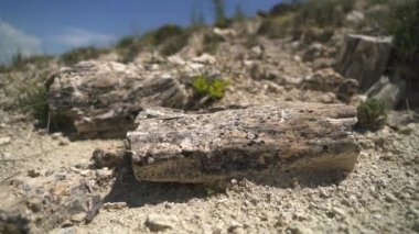 İçinde ağaç gövdelerinin fosilleştiği taşlaşmış orman. Silize edilmiş gövde yaşam pozisyonunda korunuyor. Algal stromatolit kökler üzerine gözlemlenen fosil jeolojik miras tarih öncesi escalante eyalet parkı Utah purbeck dorset curio bay