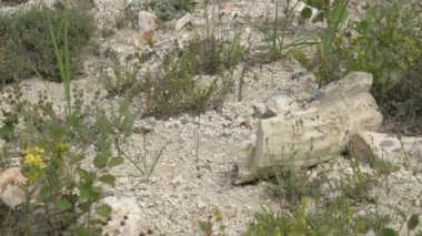 İçinde ağaç gövdelerinin fosilleştiği taşlaşmış orman. Silize edilmiş gövde yaşam pozisyonunda korunuyor. Algal stromatolit kökler üzerine gözlemlenen fosil jeolojik miras tarih öncesi escalante eyalet parkı Utah purbeck dorset curio bay