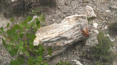 İçinde ağaç gövdelerinin fosilleştiği taşlaşmış orman. Silize edilmiş gövde yaşam pozisyonunda korunuyor. Algal stromatolit kökler üzerine gözlemlenen fosil jeolojik miras tarih öncesi escalante eyalet parkı Utah purbeck dorset curio bay