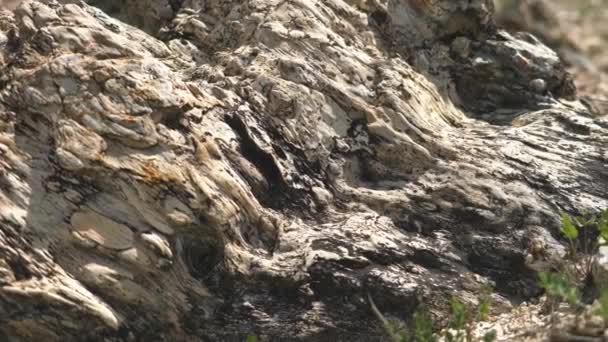 木の幹が化石化した針葉樹林 シリコン製のトランクは寿命の位置に保存されています 切り株の枝に見られるアルガルストロマトライト化石地質遺産先史時代のボレ エスカランテ州立公園Utah Purbeck Dorset Curio Bay — ストック動画