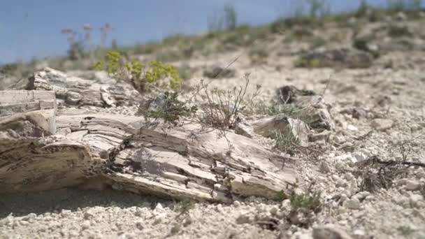 Zkamenělý Les Kterém Kmeny Stromů Zkameněly Silikovaný Kmen Byl Zachován — Stock video