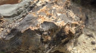 İçinde ağaç gövdelerinin fosilleştiği taşlaşmış orman. Silize edilmiş gövde yaşam pozisyonunda korunuyor. Algal stromatolit kökler üzerine gözlemlenen fosil jeolojik miras tarih öncesi escalante eyalet parkı Utah purbeck dorset curio bay