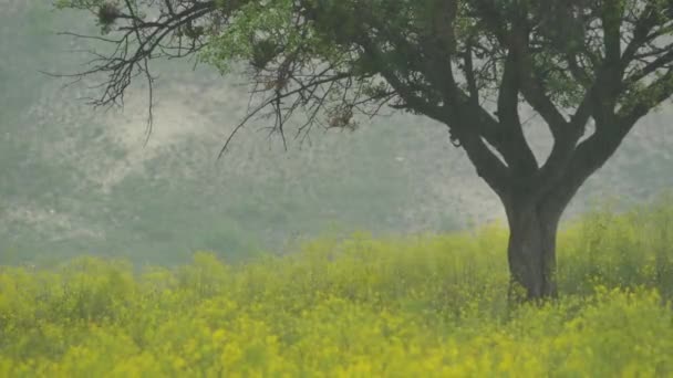 Extreme Heavy Rain Extreme Weather Includes Unexpected Unusual Unpredictable Severe — Stock Video