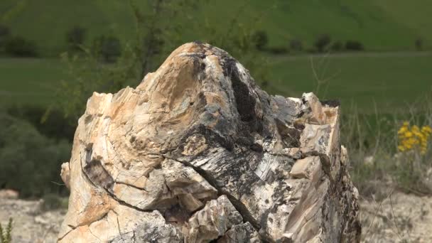 Versteinerter Wald Dem Baumstämme Versteinert Sind Der Verkieselte Stamm Wurde — Stockvideo