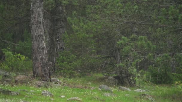 Chuva Leve Começando Floresta Floresta Floresta Densa Panorâmica Pan Câmera — Vídeo de Stock