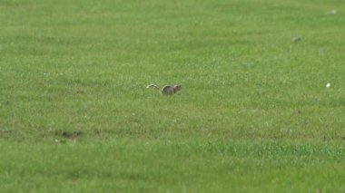 Çayır sincabı. Yer sincapları, sincap familyasından Sciuridae familyasının bir üyesidir. Marmot marmota dağ sıçanı sincabı suslik zemin çimeni.