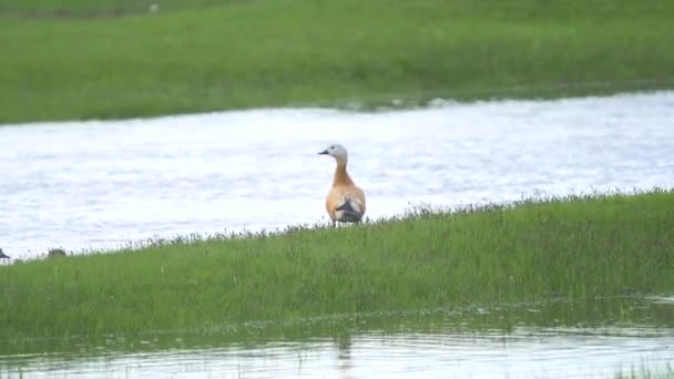 Ruddy Shelduck一家就在水路旁边 橙色棕色的身体羽毛 河流雌雄鸟兽野生动物野生动物草原草原草原低地草原草原草原高原 — 图库视频影像