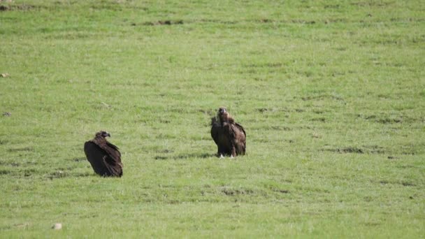 Vultures Sitting Green Meadow Birds Prey Waiting Grassland Real Naturel — 비디오