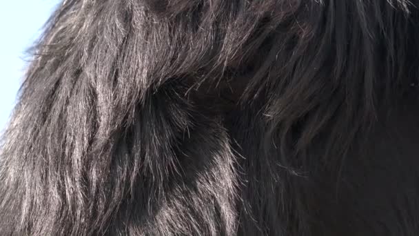 长毛的黑色活体动物毛皮 毛皮是覆盖动物皮肤的浓密的毛发 守护着的毛发保持水分 下层毛起到保暖毛毯的作用 使动物保暖 黑暗4K闭合宏观表面自然实相 — 图库视频影像