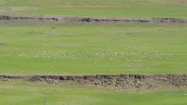 Ağaçsız buhran ovasında hayvan sürüleri. Depresyon, çevrenin altında batmış ya da depresif bir toprak şeklidir. Karst arazisi 44k gras 'daki çöken subatanların neden olduğu bir çöküntü alanı.