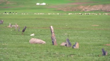 Balbals Kurgan Stelaes. Kurganlar balbal taşı antropomorfik taş Stelae taşıdır, içinde ve çevresinde. Obelisks heykeli. Türk tarihi unesko tarihi dünya mirası Uygururk Gokturk yazıtları Göksel Türkler veya Orkhon Goktürk Ortaçağ