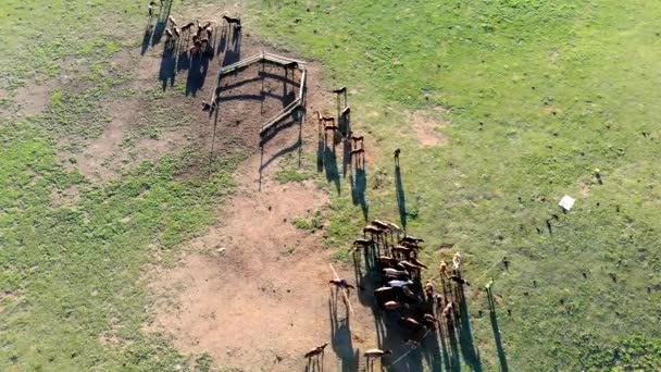 Atrapa Domestica Caballos Libres Cría Caballos Corre Rebaño Caballos Salvajes — Vídeos de Stock