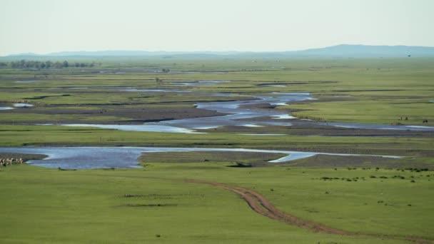 Río Fluyendo Través Una Vasta Llanura Hay Bandadas Mascotas Junto — Vídeos de Stock