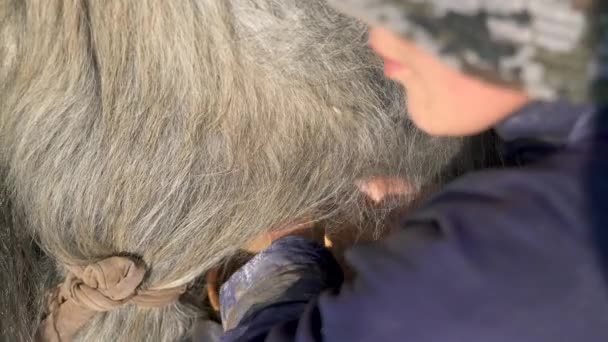 Tibetan Woman Milking Her Long Haired Yak Cattle Act Removing — Stock Video