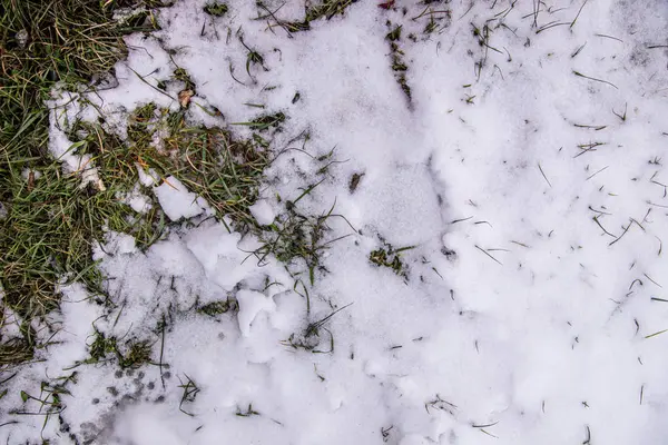 Textura Grama Seca Seca Rompendo Neve Descongelada Vista Superior Inverno — Fotografia de Stock