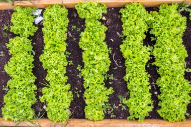 Tarım yeşil salatası. sera.