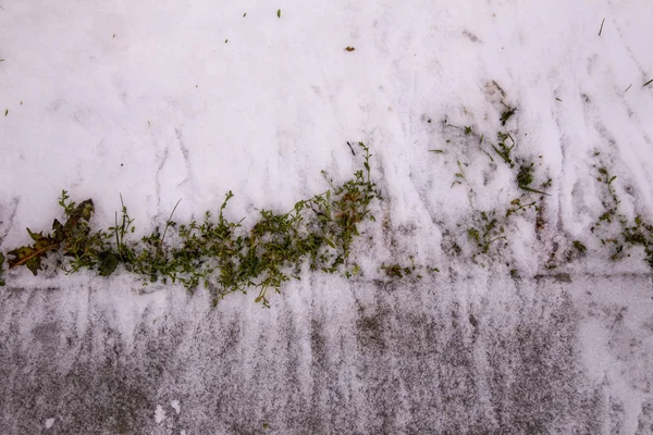 Textura Hierba Seca Seca Rompiendo Través Nieve Descongelada Invierno Vista — Foto de Stock