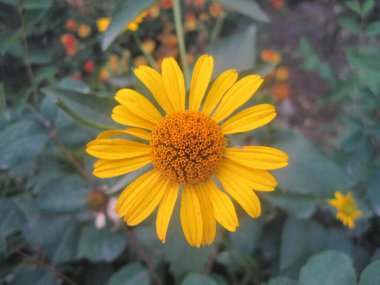 Yerde bir sarı çiçek